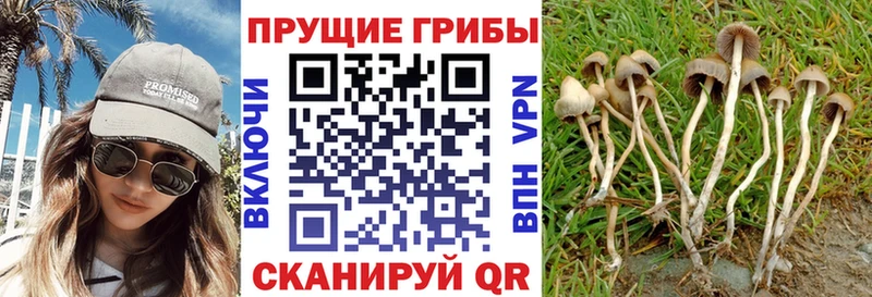KRAKEN ссылка  Донской  Галлюциногенные грибы Cubensis  наркошоп 
